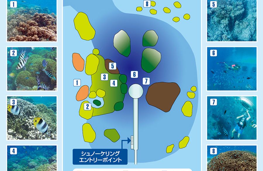 白化サンゴ・デスロック6キロ （耐水ペーパ―がけしたショウガ