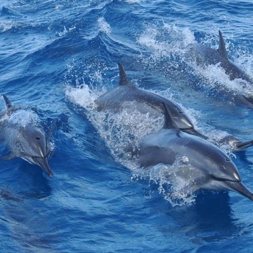 unico MANOA アイランドカウンター クリア塗装済み 遠