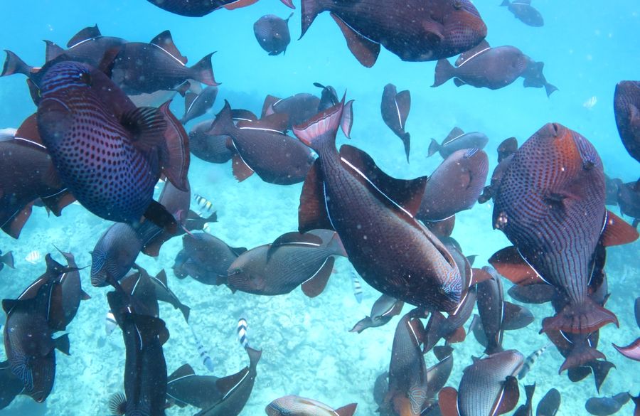 アートパネル　ハワイ　ワイキキ　オアフ　イルカ　リゾート　海　珊瑚礁　魚　熱帯魚 アートパネル ハワイ ワイキキ オアフ イルカ リゾート 海