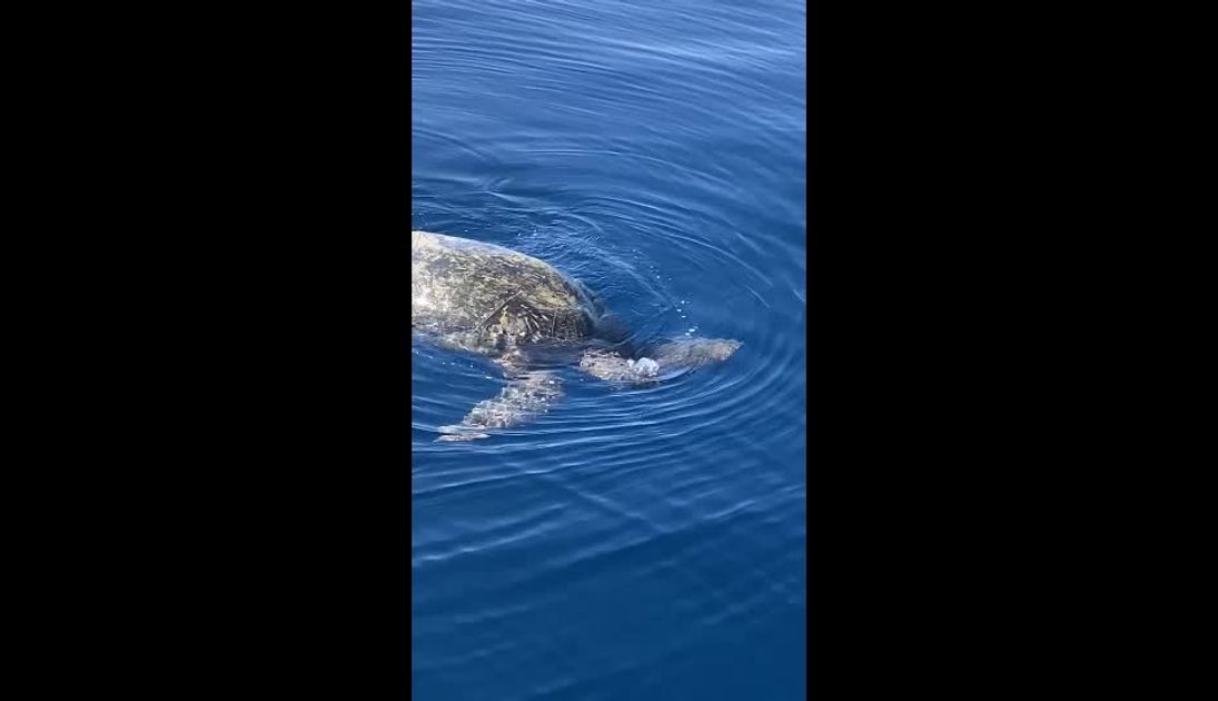 午後】パラダイスホヌシュノーケリング 感動のウミガメ遭遇率は98