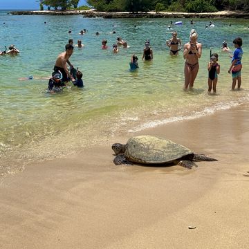 ハワイ/Hawaii/乗馬のオプショナルツアー・アクティビティ予約【ハロー