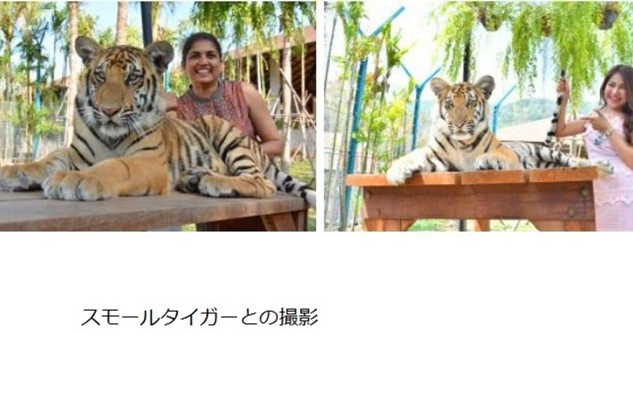 タイガーパーク】トラと一緒に写真を楽しむ!トラに触れる!お子様でも ...