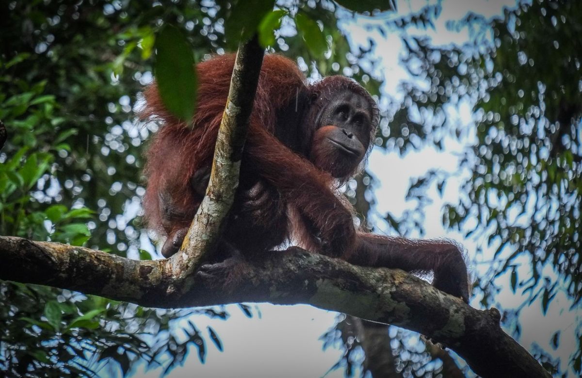 オランウータン(半野生)に会いに行こう!! セメンゴ野生動物センター観光ツアー (サラワク州クチン)【ハローアクティビティ】