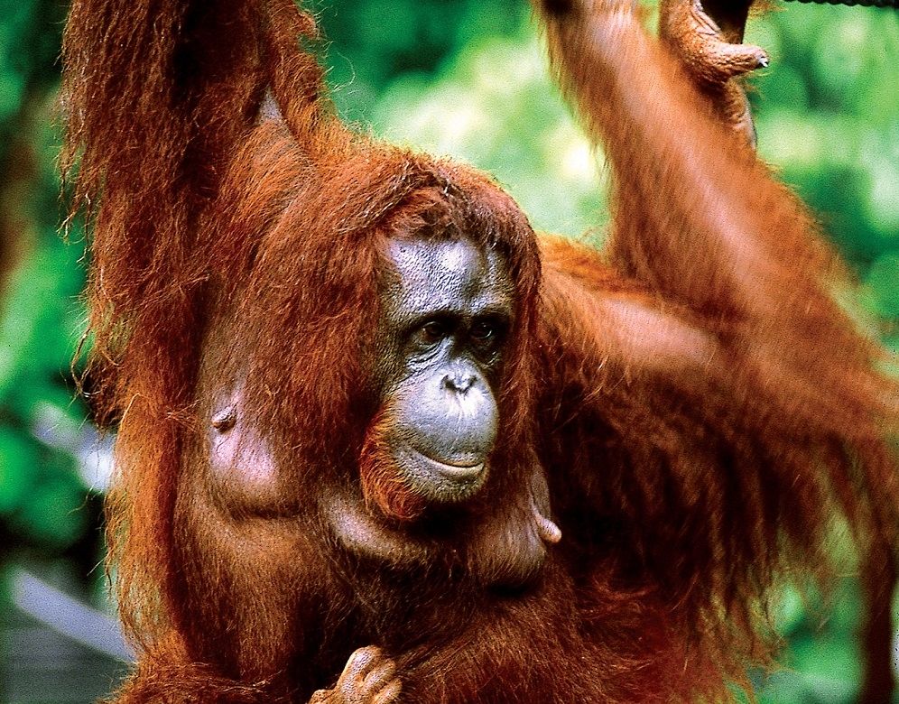 オランウータン(半野生)に会いに行こう!! セメンゴ野生動物センター観光ツアー (サラワク州クチン)【ハローアクティビティ】