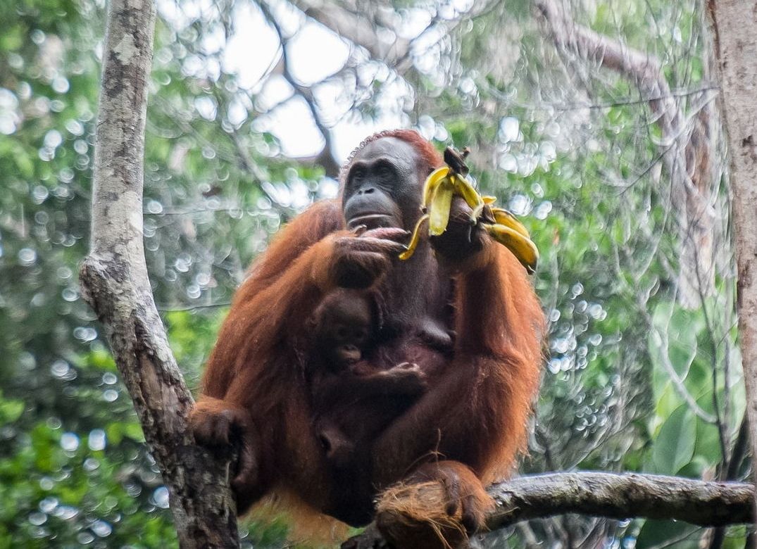 オランウータン(半野生)に会いに行こう!! セメンゴ野生動物センター観光ツアー (サラワク州クチン)【ハローアクティビティ】