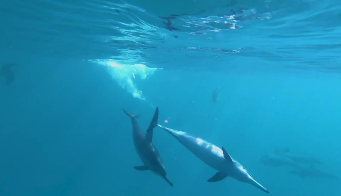 イルカウォッチングとケアラケクア湾でのシュノーケル♪運が良ければクジラやマンタにも☆イルカ大学 コナキャンパス  [ハワイ島・コナ地区]【送迎なし/英語ツアー】2025年4月～【ハローアクティビティ】